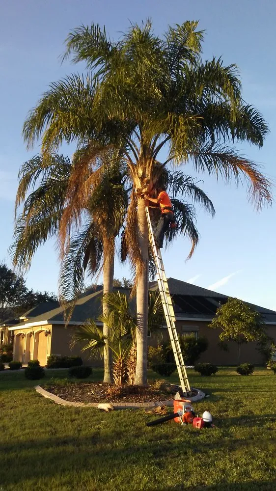 Slide of Tree Barber