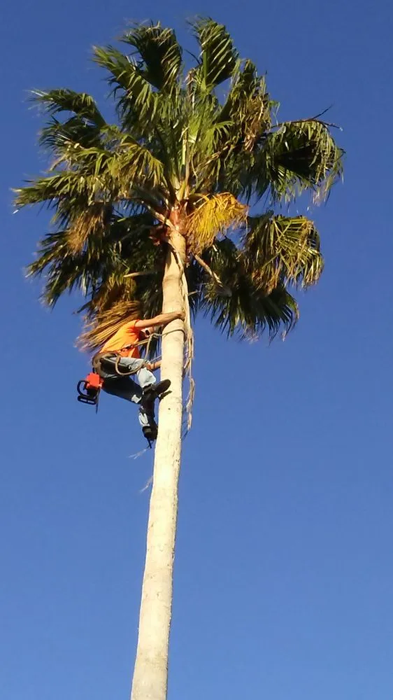 Slide of Tree Barber