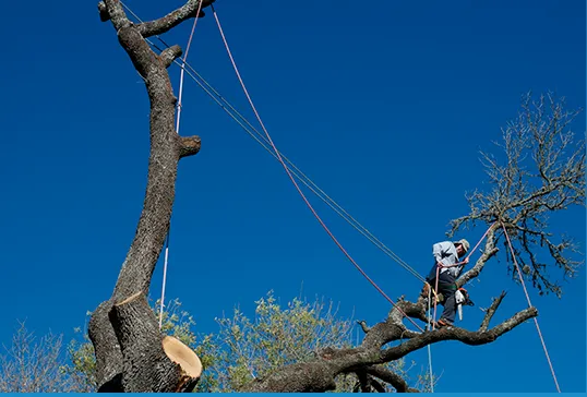 Treelanders Services