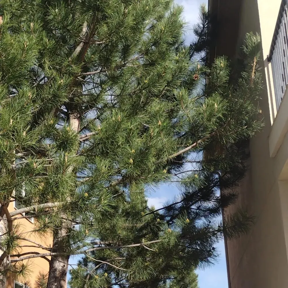 Slide of Trillo Roofing