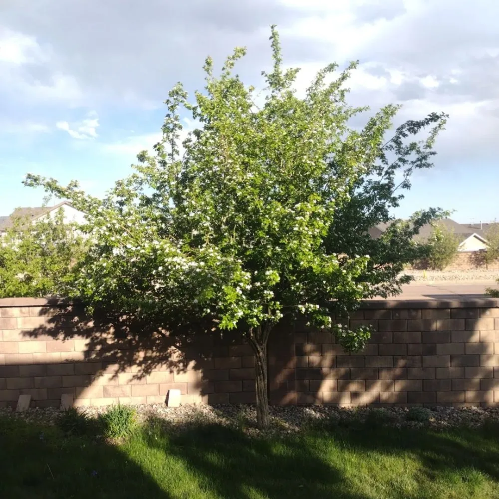 Slide of Trillo Roofing