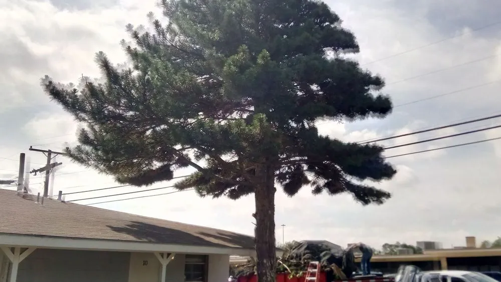 Slide of True Care Services