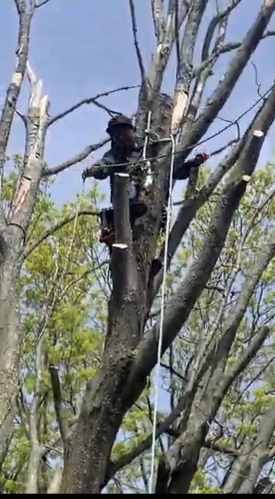 Slide of Tulandscaping