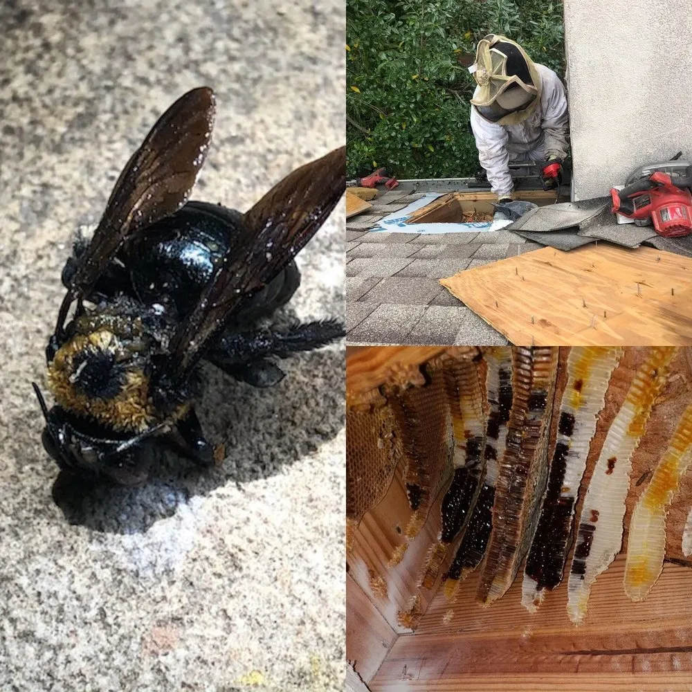 Slide of TX Elite Roofing Services