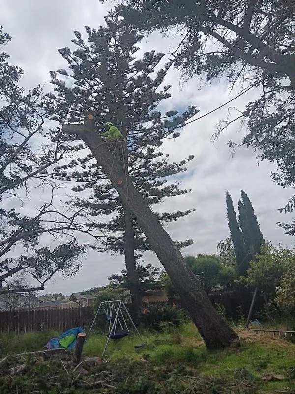 Slide of Ubaldino Tree Service