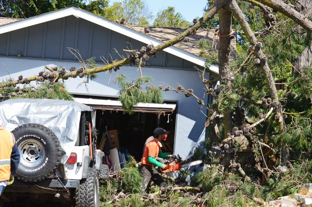 Slide of Ubaldino Tree Service