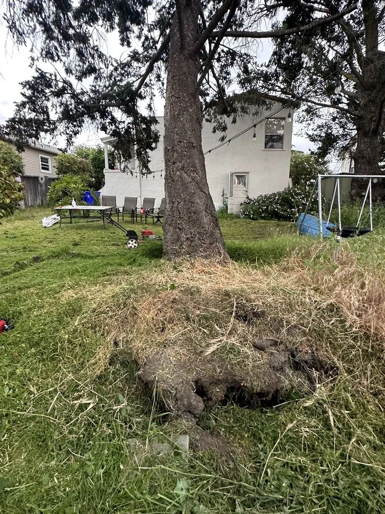 Slide of Ubaldino Tree Service