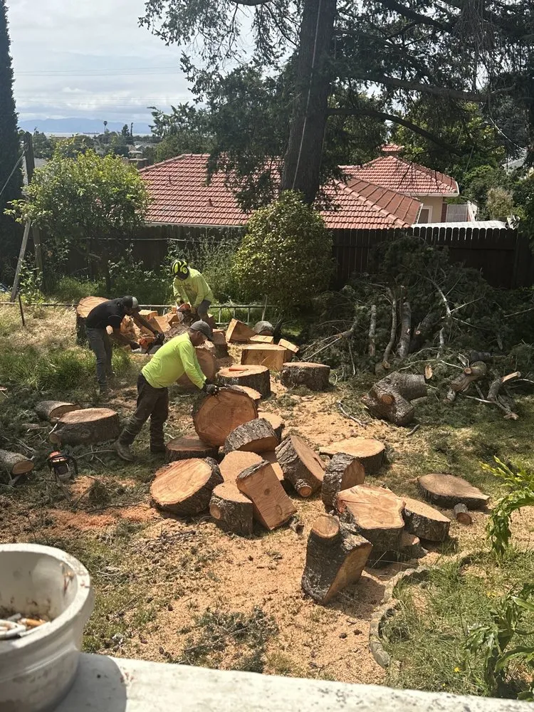 Slide of Ubaldino Tree Service