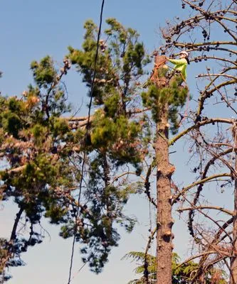 Ubaldino Tree Service Logo