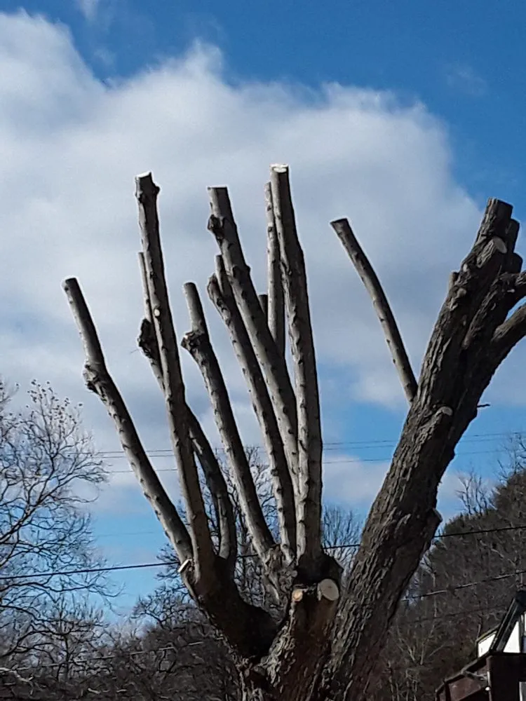 Slide of Vasquez Tree Service
