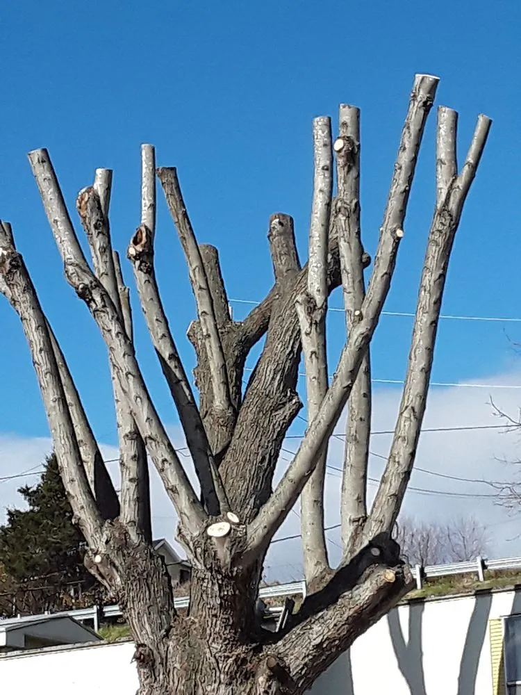 Slide of Vasquez Tree Service