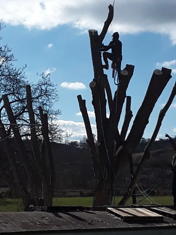 Slide of Vasquez Tree Service