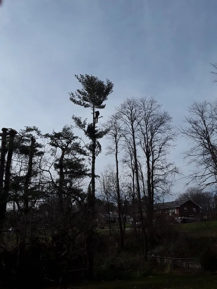 Slide of Vasquez Tree Service