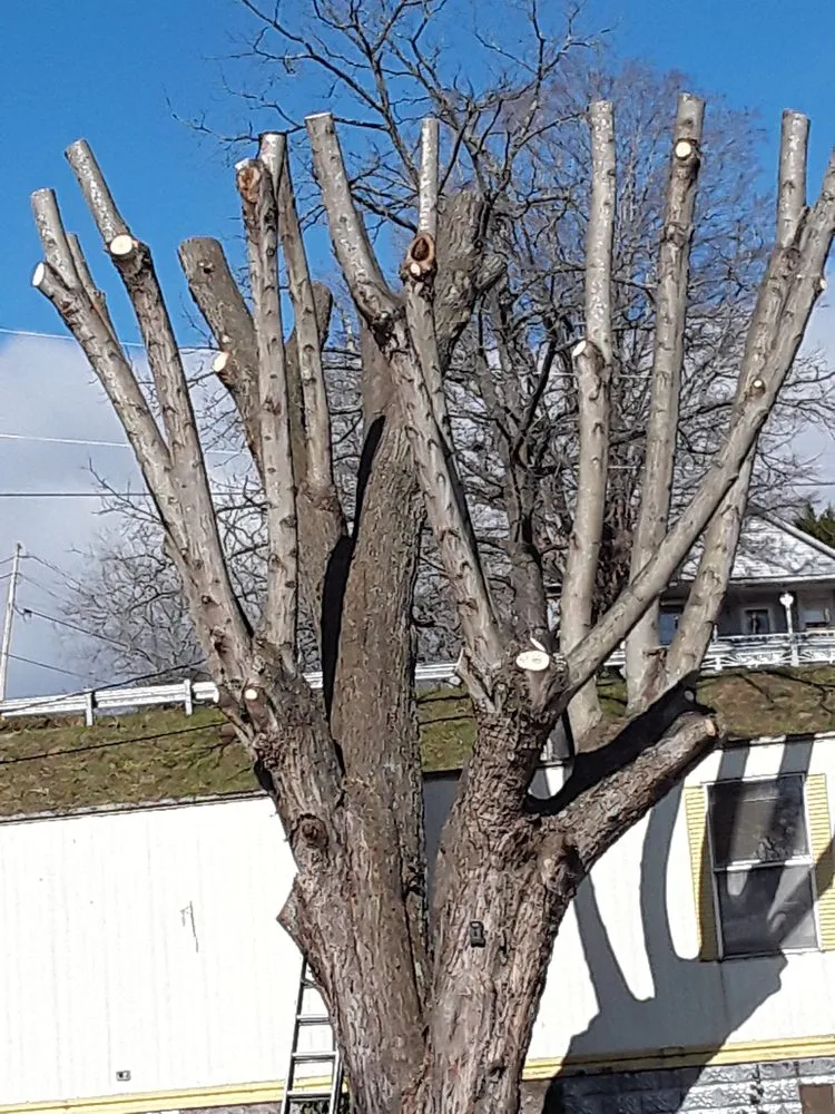 Slide of Vasquez Tree Service