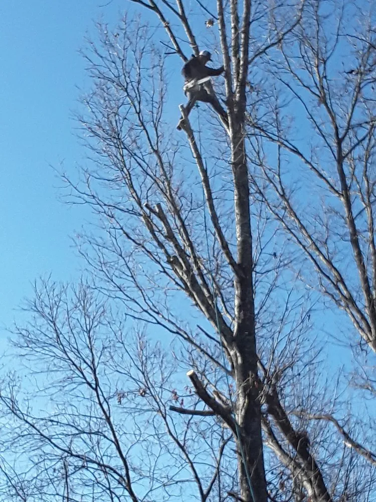 Slide of Vasquez Tree Service