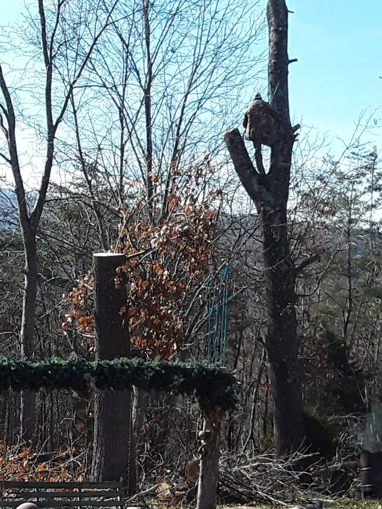 Slide of Vasquez Tree Service