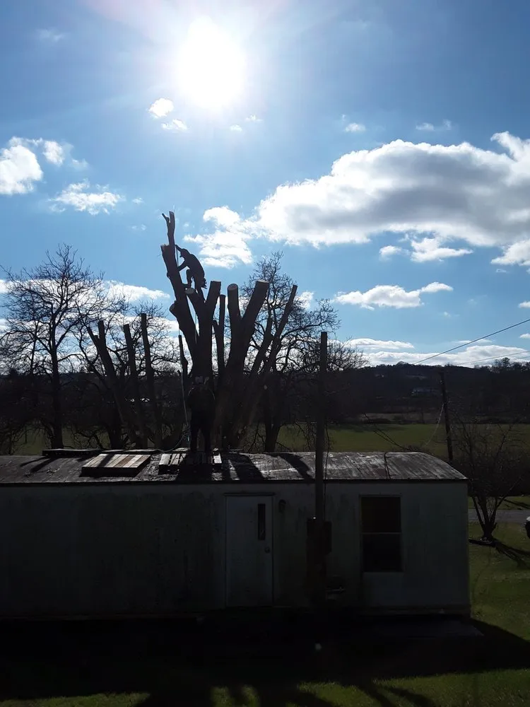 Slide of Vasquez Tree Service