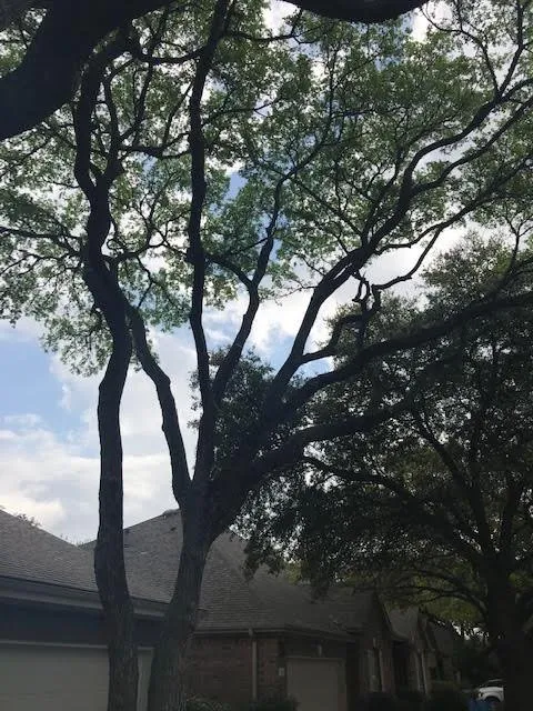 Slide of Vick's Tree Experts