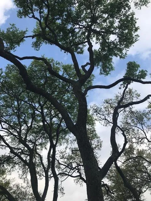 Slide of Vick's Tree Experts