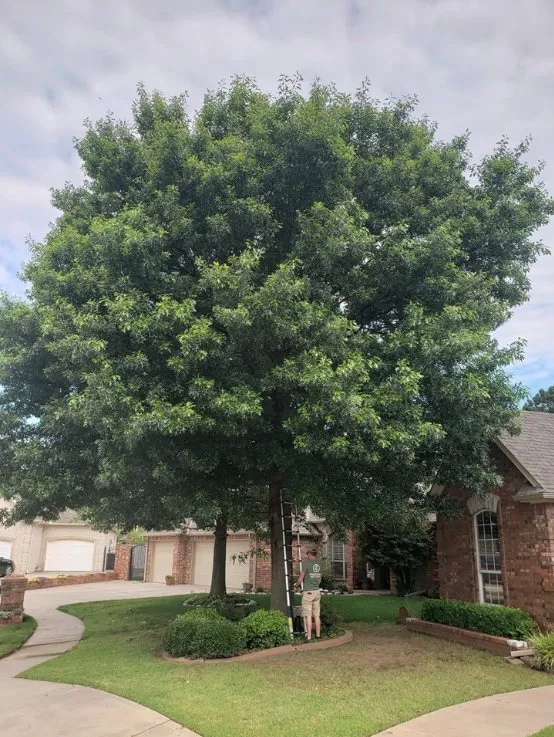 Slide of Whitetail Construction