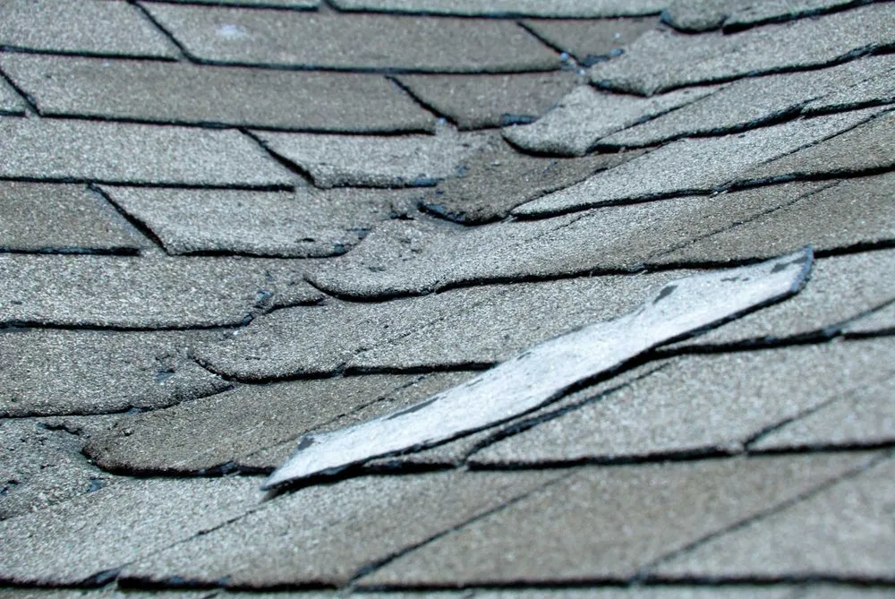 Slide of William C Rott & Son