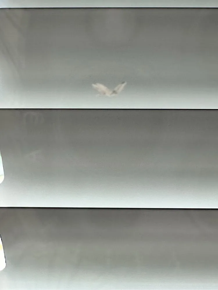 Slide of Windows Plus