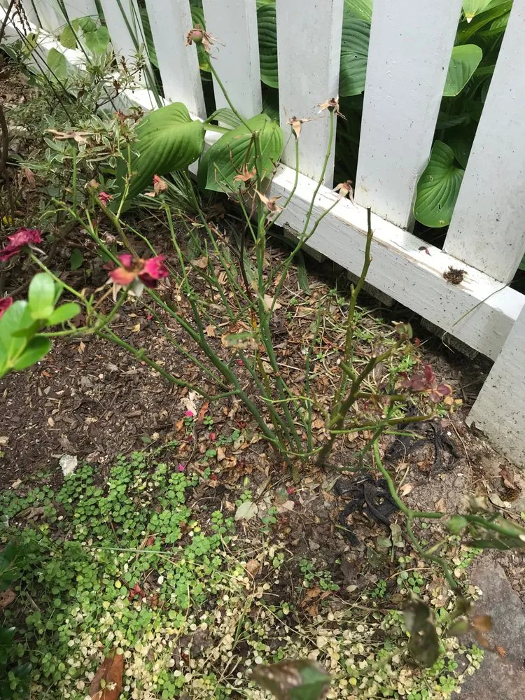 Slide of WNC Wash Pro's