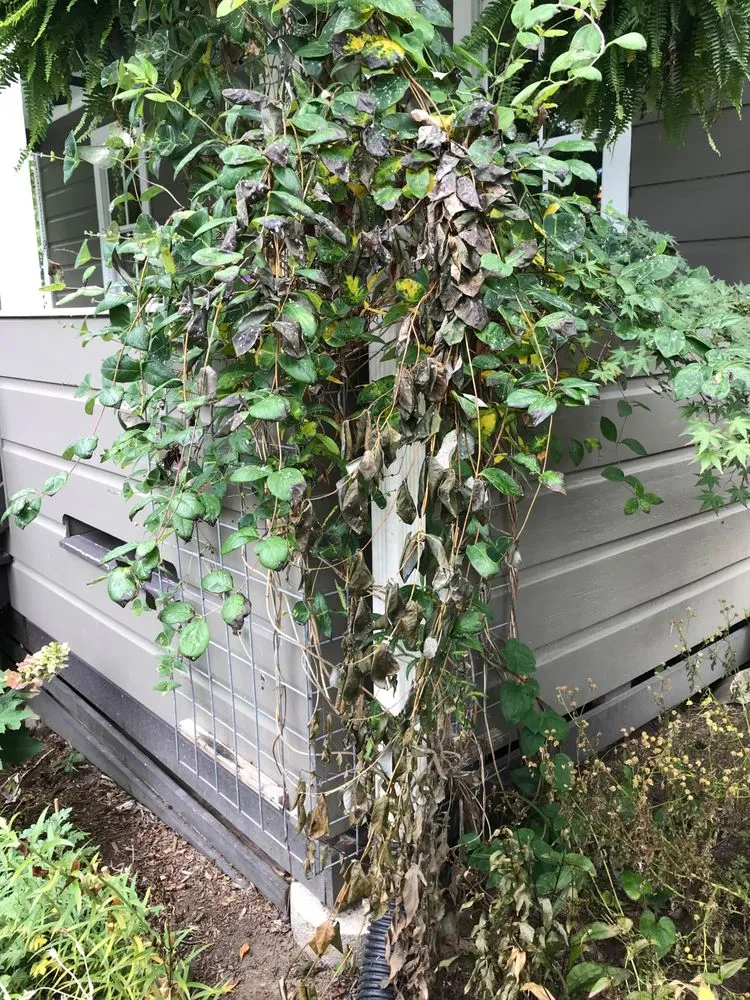 Slide of WNC Wash Pro's