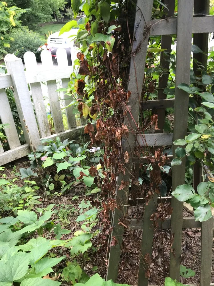 Slide of WNC Wash Pro's