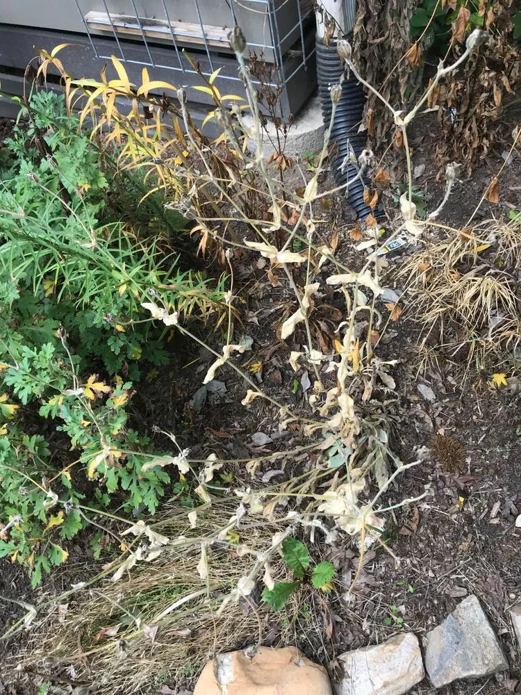 Slide of WNC Wash Pro's