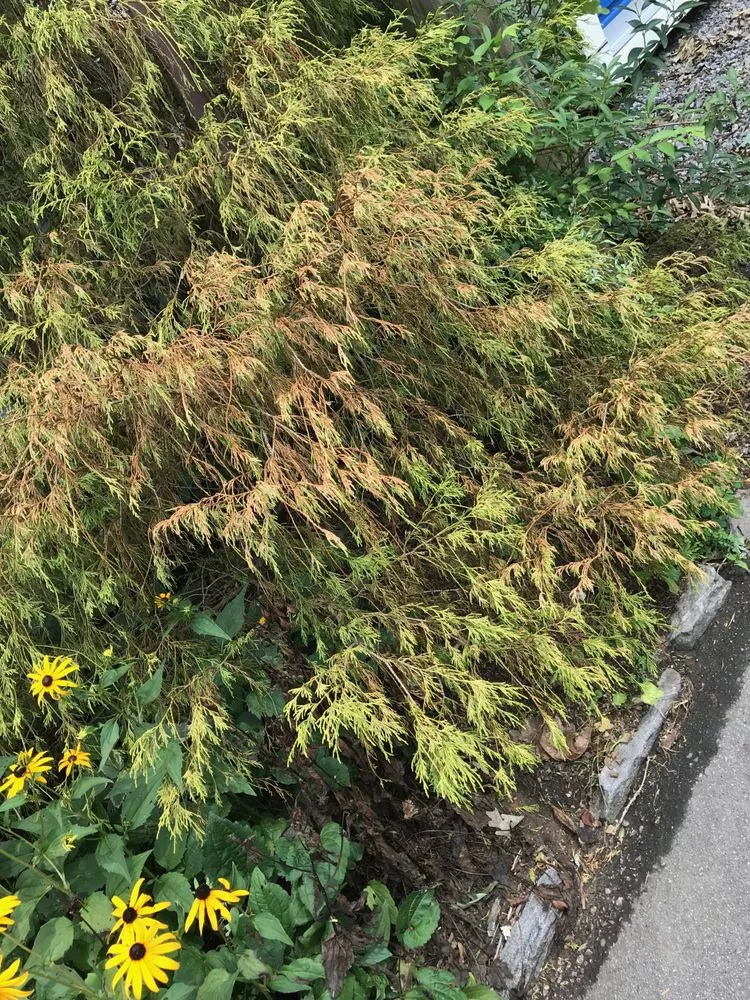 Slide of WNC Wash Pro's