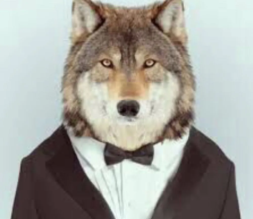 Slide of Wolf Roof and Window Cleaning