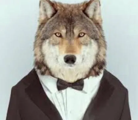 Wolf Roof and Window Cleaning