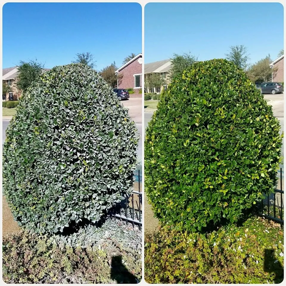 Slide of Wolf's Pro Clean