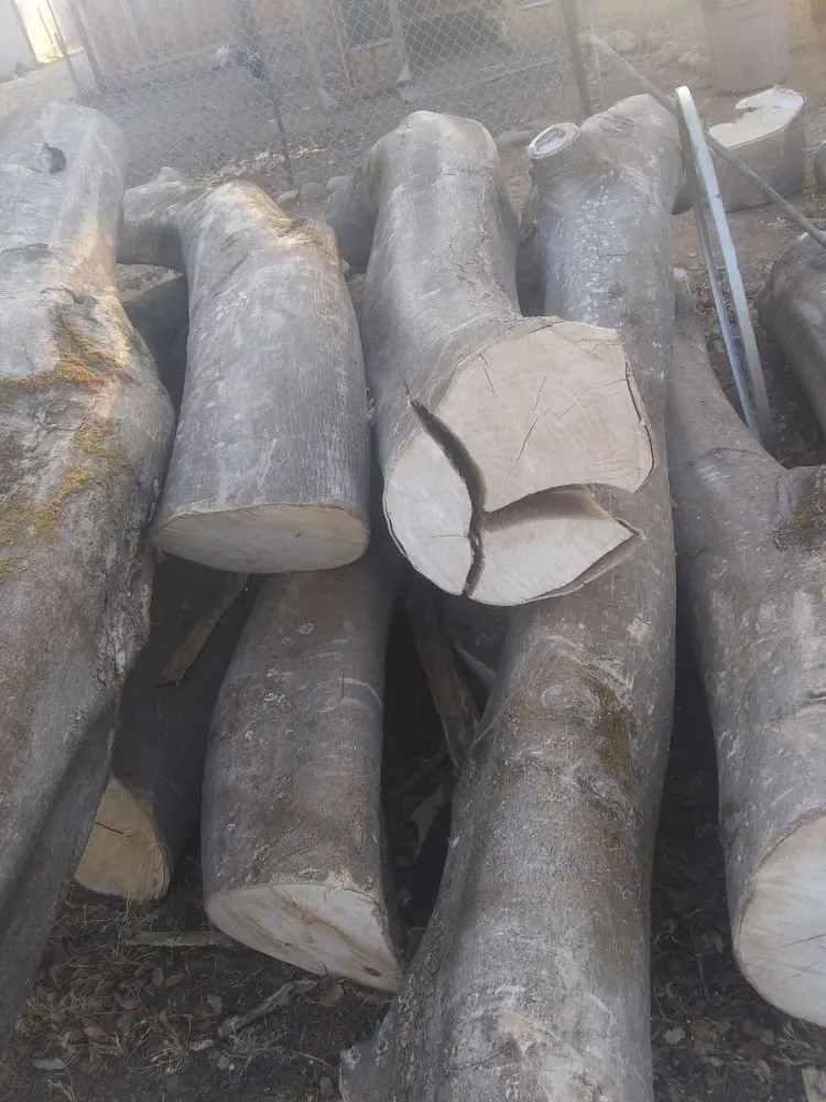 Slide of Youngster&TheMuscle