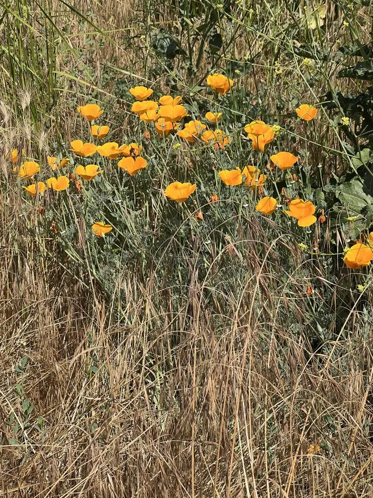 Slide of Zumwalt & Associates